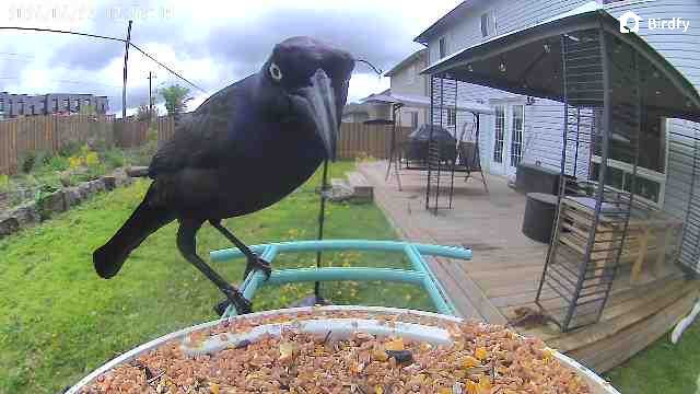 A grackle stares into the bird feeder camera