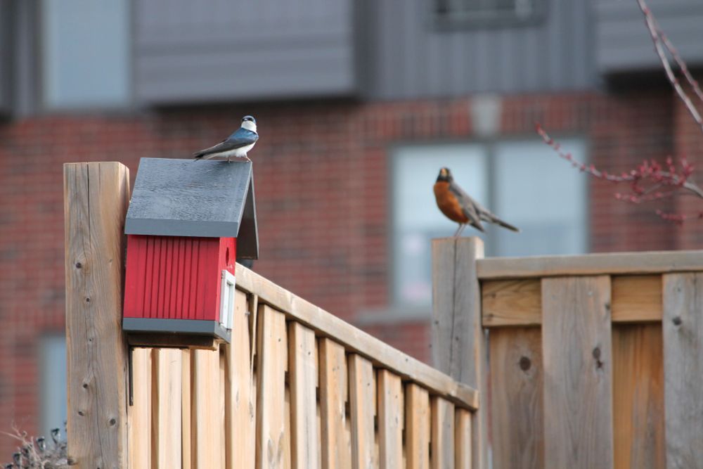 A tree swallow sits on the triangular grey roof of a red birdhouse, designed to look like a barn, with fake white doors on the front. In the background a robin sits on the fence. 