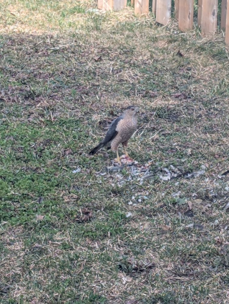 A Cooper's Hawk stands on yellow and green grass, surrounded by small white feathers