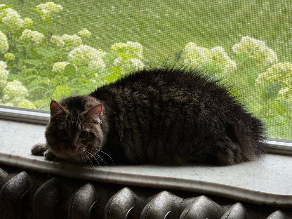 Photo of a crouching cat with fur along her back standing up like spikes.