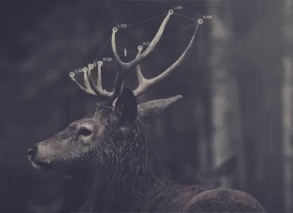 a close up of a deer 's head with antlers and the letters l / s / n visible