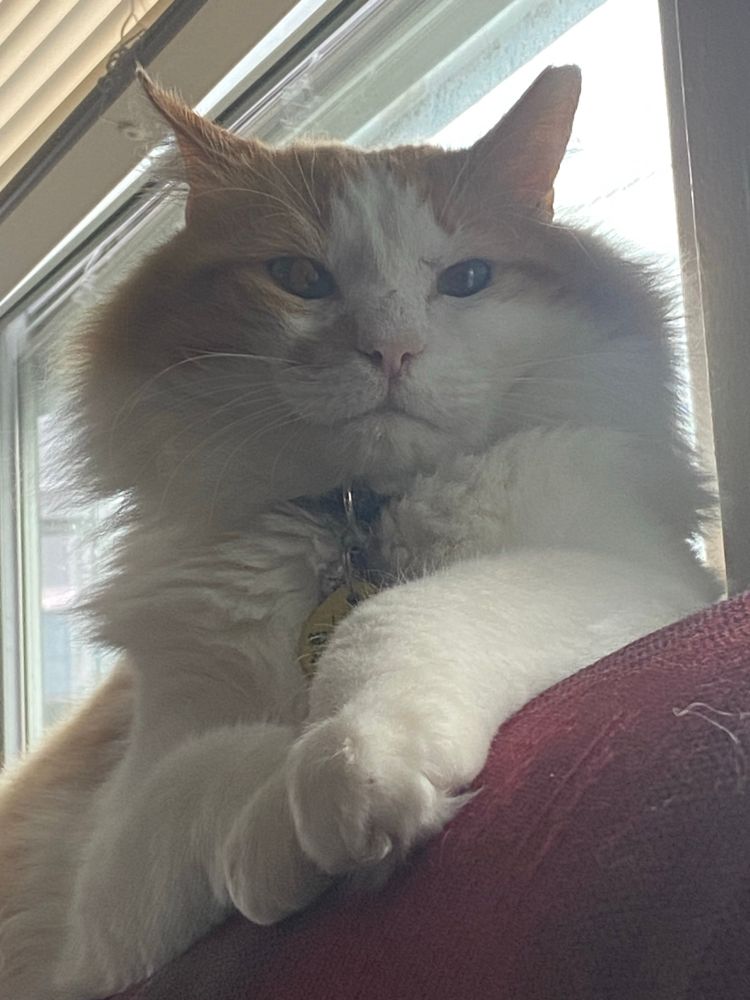 Medium close-up of Bixby, will all his fluff and regality