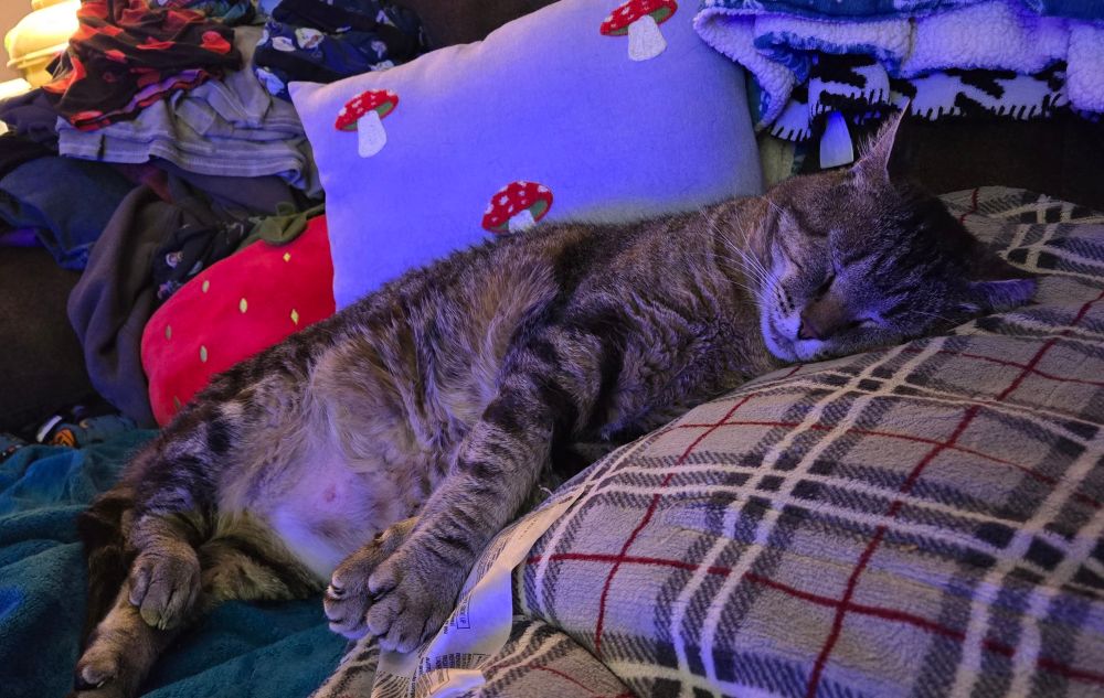 A brown tabby cat sleeping on his side with his legs stretched out in front of him