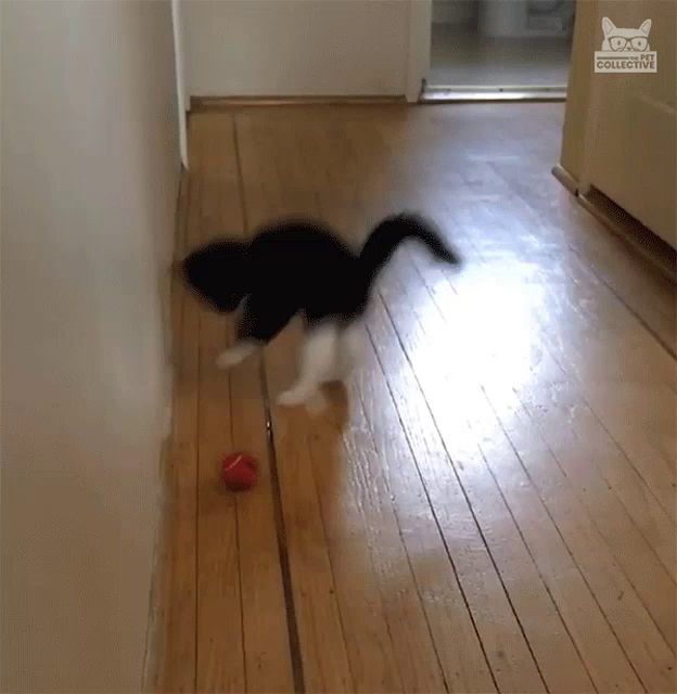 a black and white cat playing with a red ball in a hallway with a cat collective logo on the corner