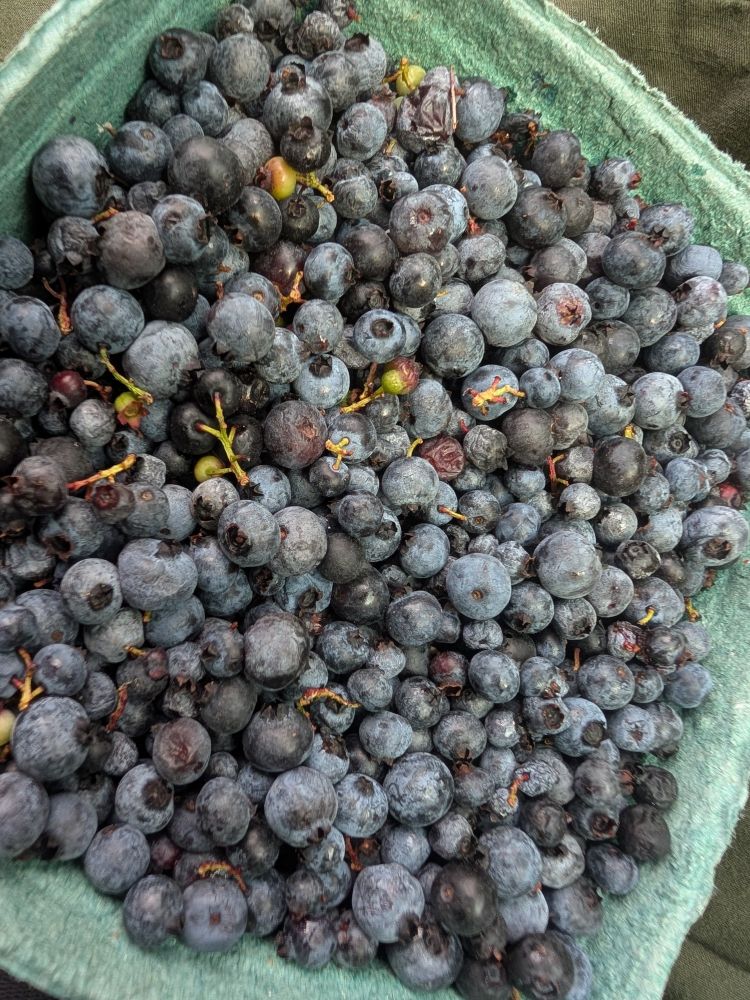 Closeup of blueberries.