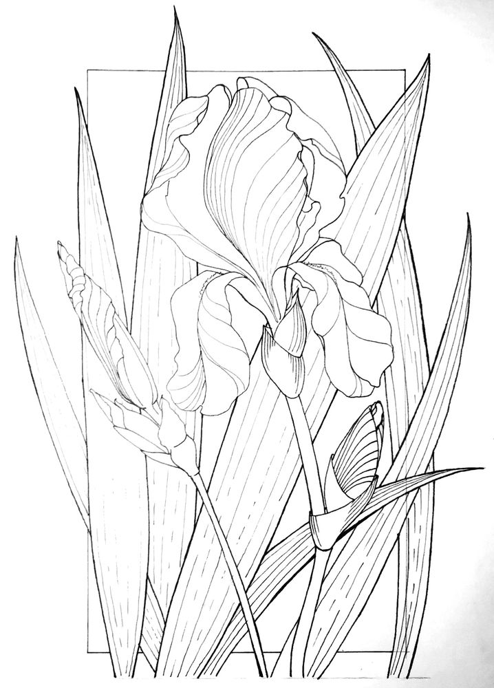 iris flower on a background of leaves. coloring page