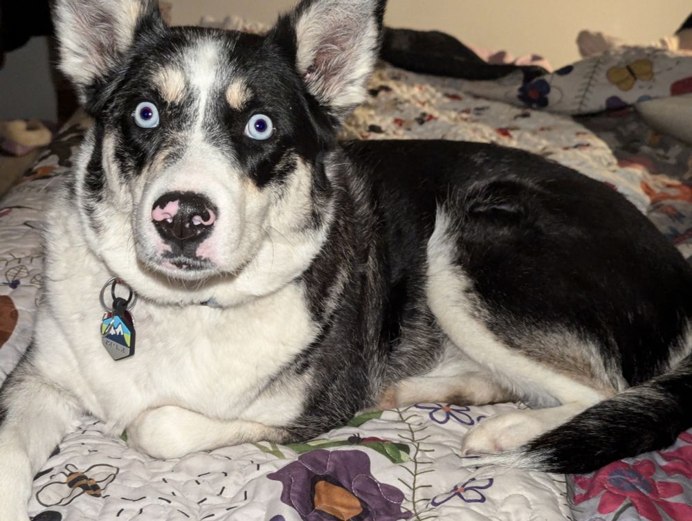 Zoey, a cute husky mix. 