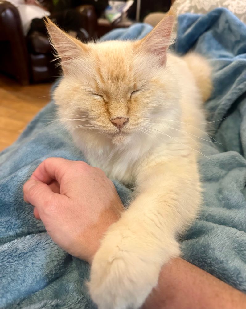 A white cat with toasted marshmallow highlights on a blue blanket, eyes closed, a front paw resting on a human’s wrist.