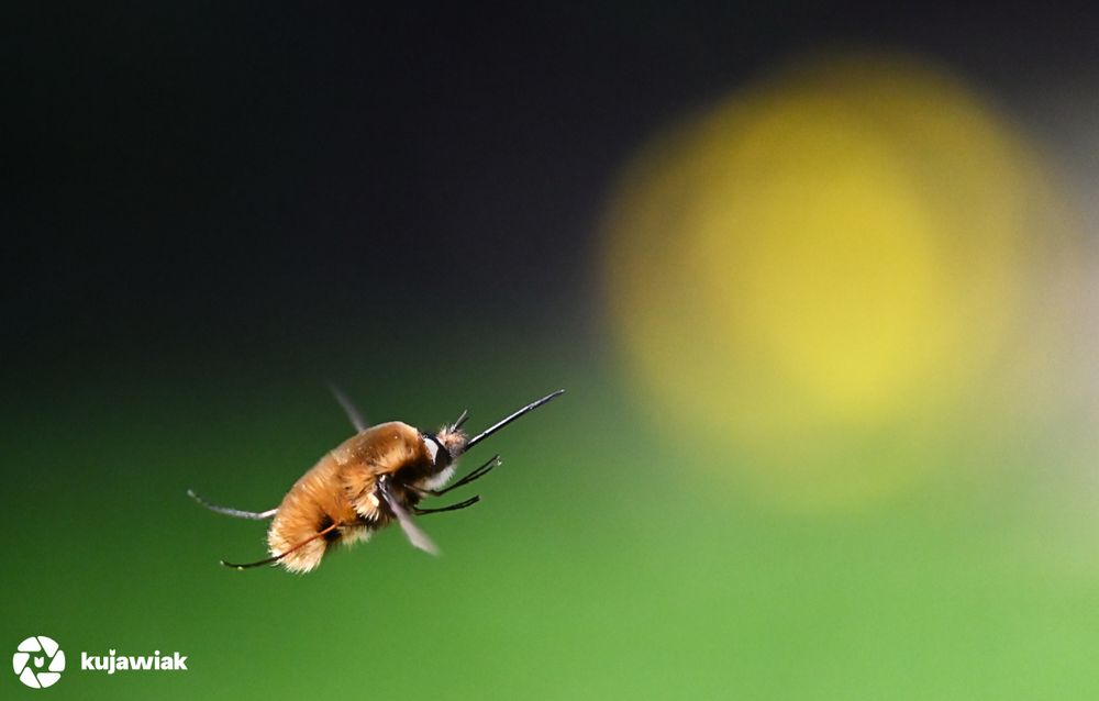 This is a close-up photo capturing a flying Bee-fly in sharp detail against a beautifully blurred background. The insect is known for its fuzzy body, long proboscis, and hummingbird-like hovering flight. Its body is covered with fine, golden-brown hairs, and it has large wings that are blurred from motion.

The background has a smooth gradient from dark green to black with a prominent circular yellow blur, possibly a distant flower. 