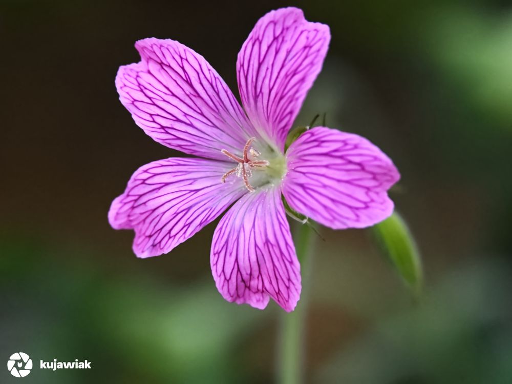 This image features a close-up view of a small-leaf geranium (Geranium pusillum) in full bloom. The flower displays five delicate petals in a vibrant pink-purple hue, each adorned with fine, dark magenta veins that radiate outward from the pale greenish-white center. The stamens are light pink and curve gently from the flower’s core, adding intricate detail. The background is softly blurred in shades of green and brown, enhancing the focus on the flower’s vivid colouration and fine textures. 