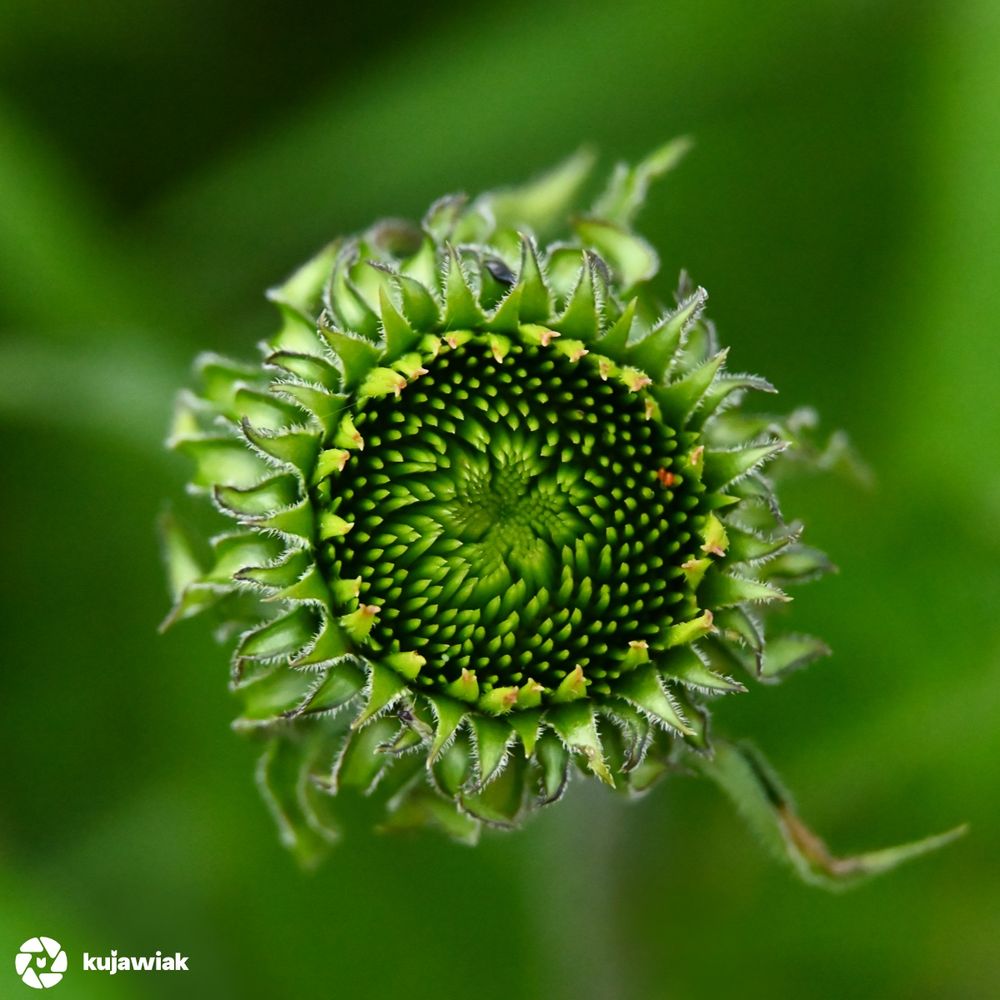 This image shows a close-up view of a flower bud before blooming. The bud is green and tightly packed, with spiraling patterns of small, pointed scales or immature florets at the center, giving it a textured, almost geometric look. Surrounding the bud are pointed, hairy bracts that curve slightly outward, creating a star-like frame around the circular core. The background is blurred and green, keeping the focus on the intricate details of the bud itself. It appears to be in the early stage of opening, from a coneflower.The symmetry and spiral arrangement are striking and give it a visually appealing, almost fractal-like pattern.