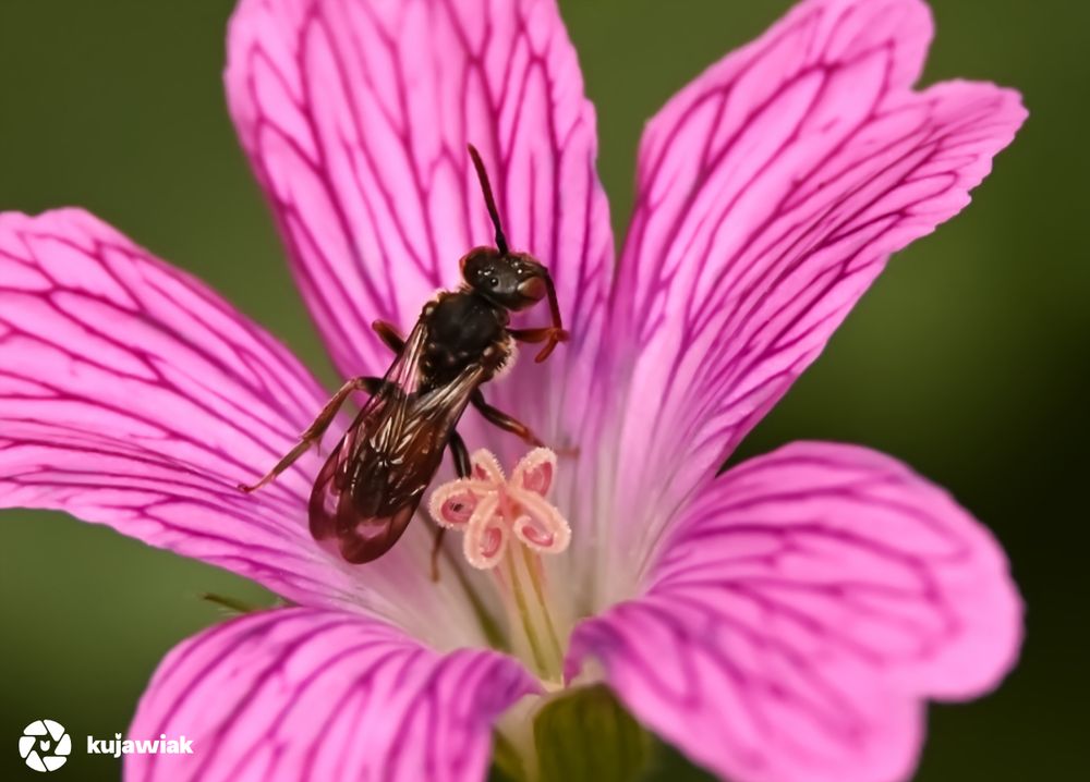 This is a macro photo of a small bee, most likely a small solitary bee, probably in the family Halictidae (sweat bees), perched on a vibrant pink flower. The flower has five petals, each bright pink with darker purple veins radiating outward from the center. At the middle, the pale pink, curled stigmas are clearly visible. This flower is a small-leaf geranium (Geranium pusillum). The insect is slender and dark, with a shiny black body, transparent brownish wings, and relatively long antennae. Its thorax and abdomen are smooth, without the dense hair seen on many bees. 