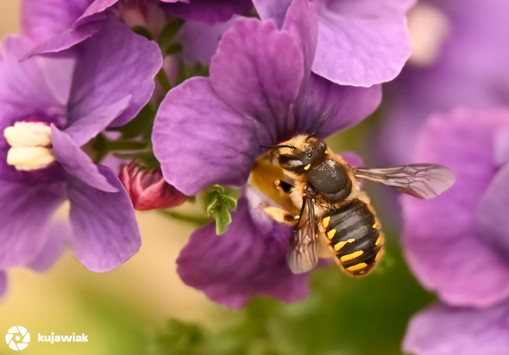 The image shows a close-up of a bee feeding on a vibrant purple flower. The bee has a black body with distinct yellow stripes across its abdomen, semi-transparent wings, and fine hairs on its thorax and legs. Its head is positioned inside the flower as it collects nectar or pollen. The petals of the flower are broad, velvety, and deep purple with some lighter and darker tones, while in the background, more purple blooms create a soft, blurred effect. The lighting is warm and natural, highlighting both the textures of the bee and the delicate details of the petals.