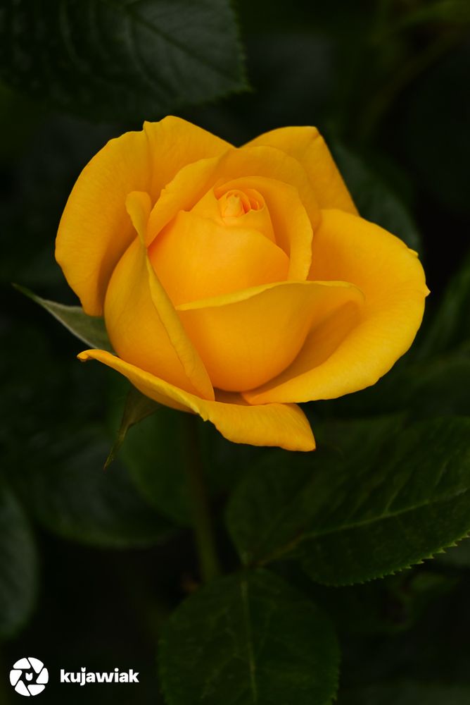 The image shows a close-up view of a beautiful yellow rose in bloom. The rose is centrally positioned with its petals partially unfurled, revealing a tightly curled center. The yellow petals are rich and vibrant, with soft curves and smooth texture. The background is dark green, made up of rose leaves, which contrasts nicely with the bright yellow of the flower. The lighting is soft, enhancing the rose’s natural color and giving it a delicate appearance. 