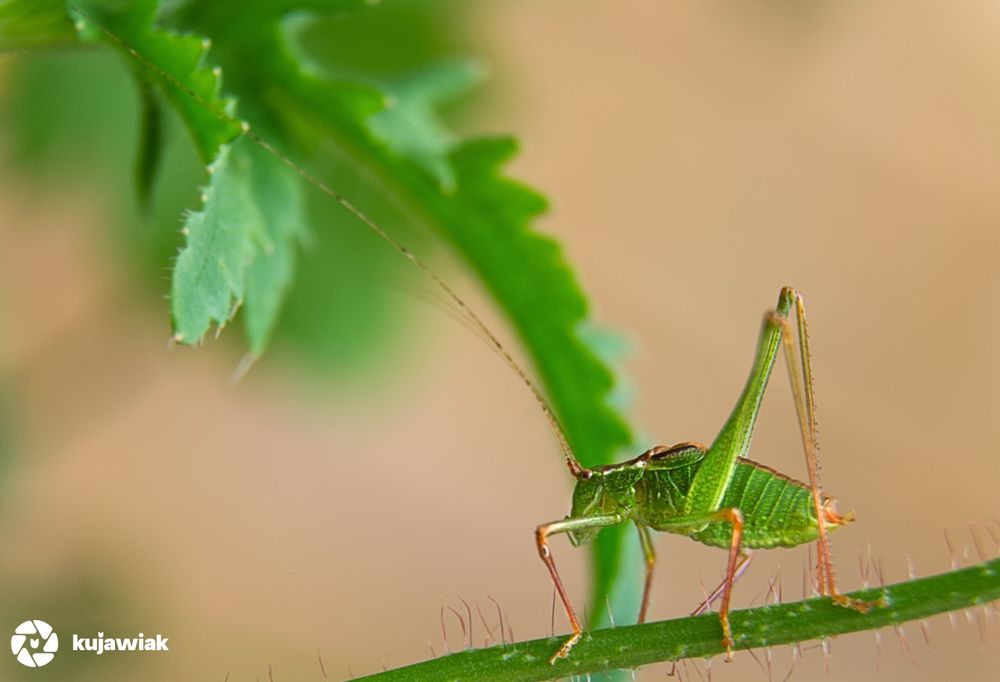 This is a close-up photo of a green bush-cricket, perched on a green plant stem. The insect is facing away from the camera, showing its long, slender antennae, green textured body, and spindly legs. The background is softly blurred with green leaves and a light brown hue, highlighting the insect in sharp focus. The overall composition and detail give a vibrant and naturalistic look at this small insect in its habitat.
