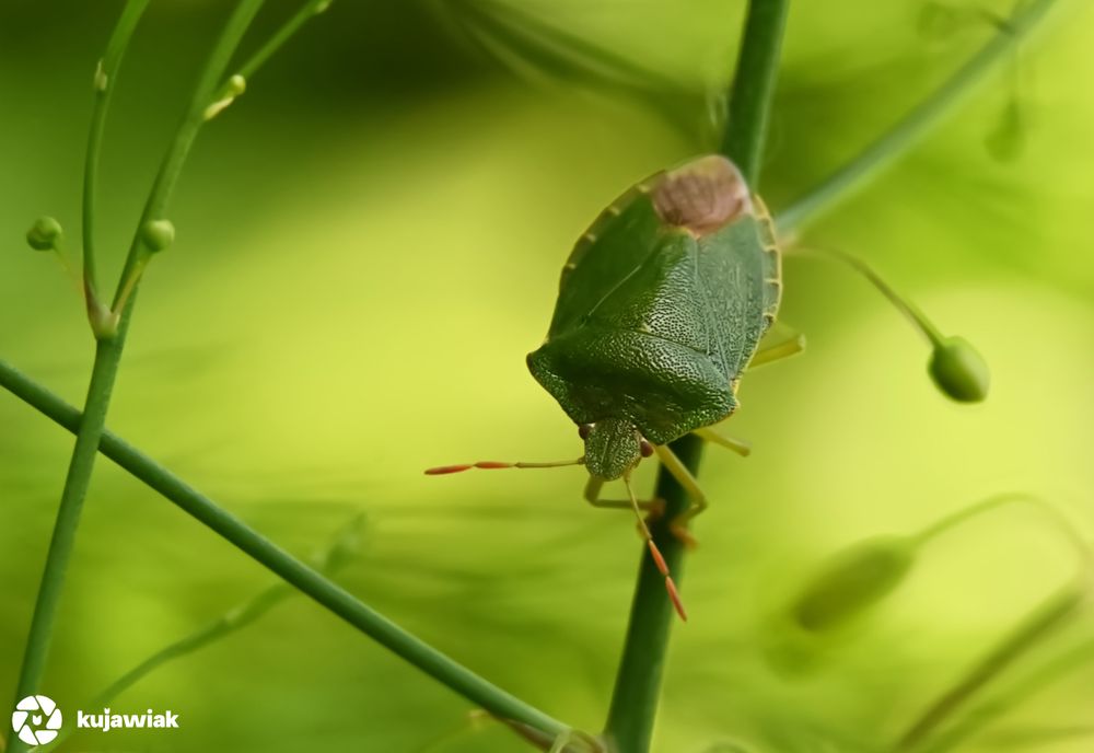 This is a close-up photo of a green shield bug (Palomena prasina) resting on a slender green plant stem. The insect’s shield-shaped body is textured, mainly green with a brownish patch near the rear, and bordered with a thin yellow edge. Its antennae are banded with alternating reddish and pale segments, and it faces slightly downward. The background is a smooth, blurred gradient of yellow-green, with out-of-focus buds and stems adding depth and a soft, natural feel. 