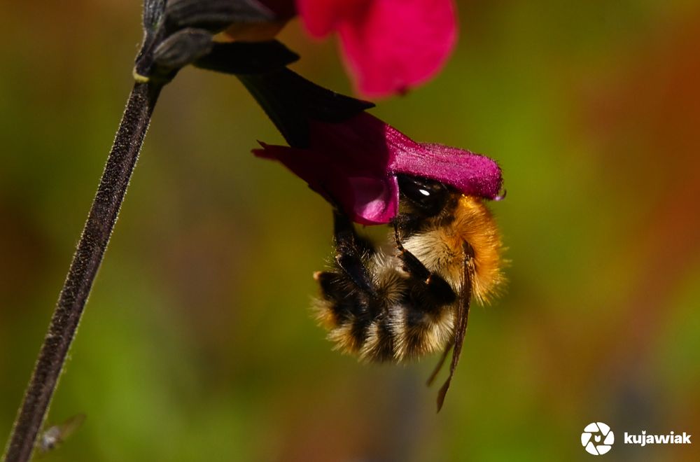 This photo shows a vibrant moment of interaction between a bumblebee and a flower. The bee, covered in a dense coat of golden-orange and black hairs, is clinging upside down to the underside of a magenta-pink flower petal. Its wings are folded against its fuzzy body, while its dark legs grip the flower firmly for support. The bee’s large, glossy black eye reflects the light, adding to the lifelike detail. The flower petals are velvety and slightly curled, forming a natural shelter as the bee reaches inside to feed on nectar. The background is rendered in a smooth blur of earthy greens, yellows, and browns, which enhances the sharpness of the bee and flower in the foreground. 