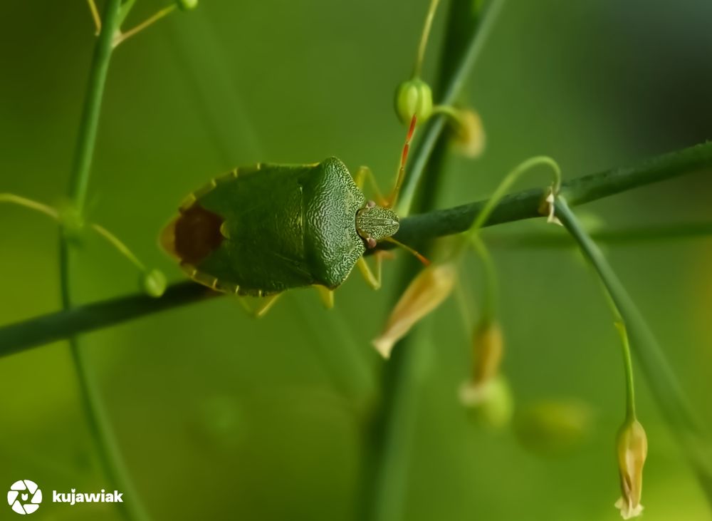The image shows a close-up photo of a green shield bug (Palomena prasina) perched on a slender green stem. The bug’s body is shield-shaped, mostly green with a brownish patch near its rear, and outlined with a fine yellow border. Its textured, segmented antennae are reddish with pale bands. The background is a soft, blurred green, with a few delicate flower buds and spent blossoms, creating a natural, serene setting.
