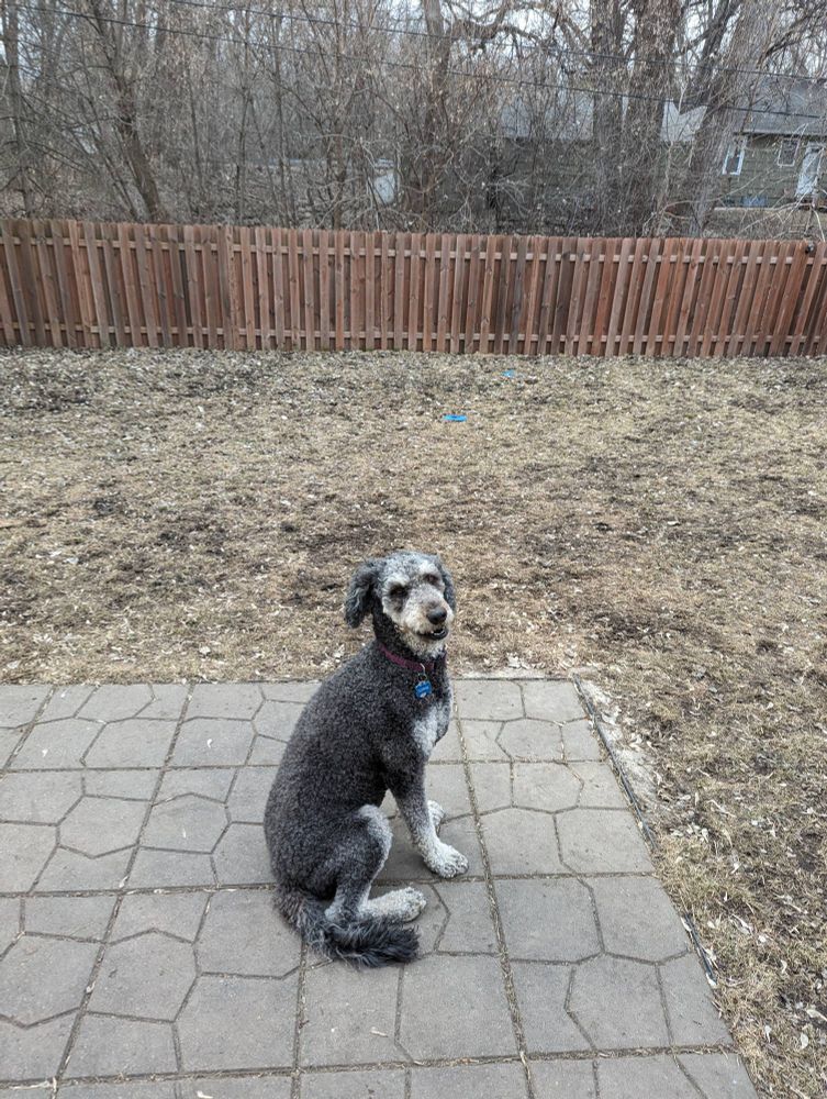 A black and tan golden doodle sits on a patio looking toward the camera. It's not immediately obvious that there's something in the dogs mouth but looking closer the dog is hiding something in their mouth. It's a rock. 