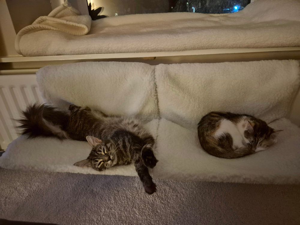 Tabby kitten and tortoiseshell kitten asleep on white fluffy radiator beds