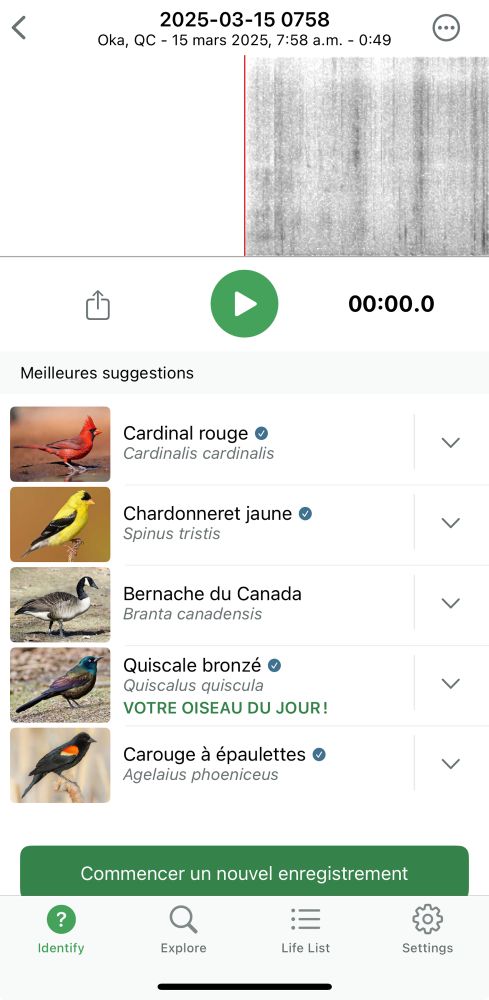 Photo de l’identification des oiseaux entendus ce matin : cardinal rouge, chardonneret jaune, bernache du Canada, quiscale bronze, carouge à épaulettes. 