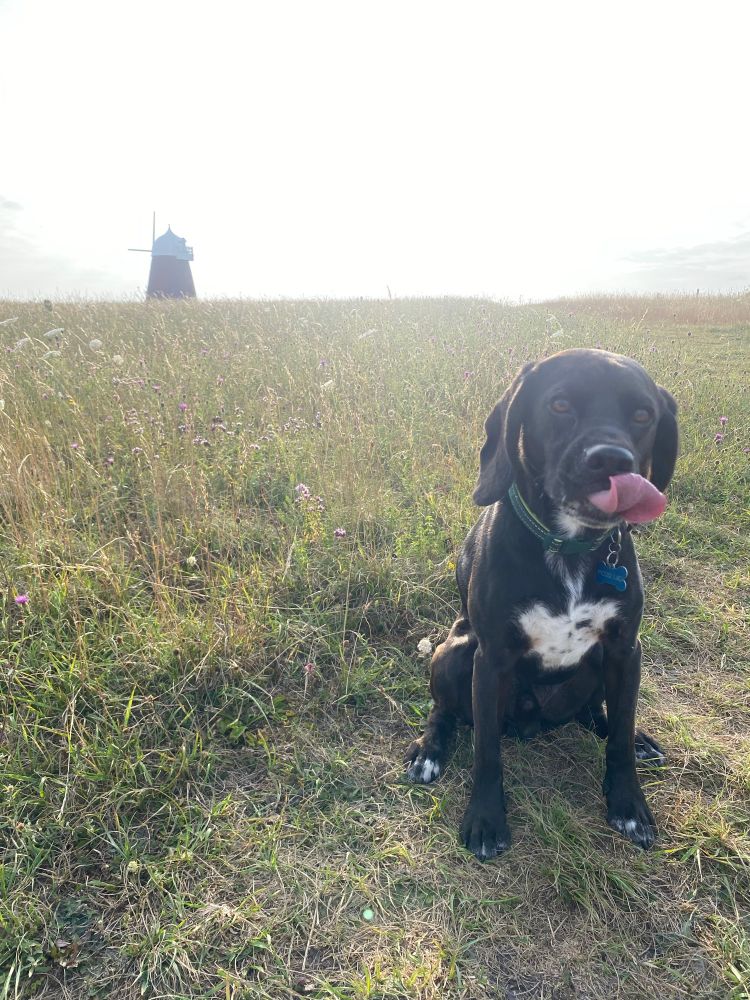 Beagle x cocker spaniel cross dog sticking his tongue out 
