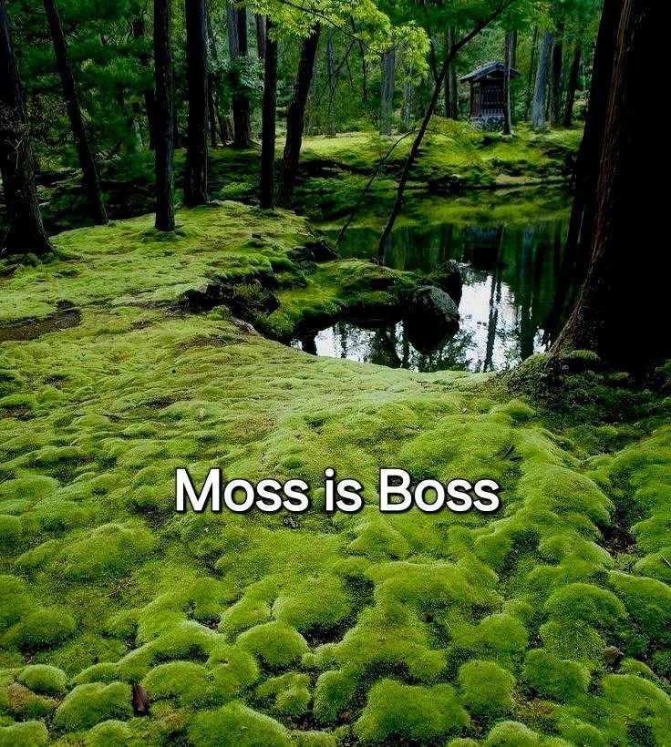 A moss covered area in the forest. 