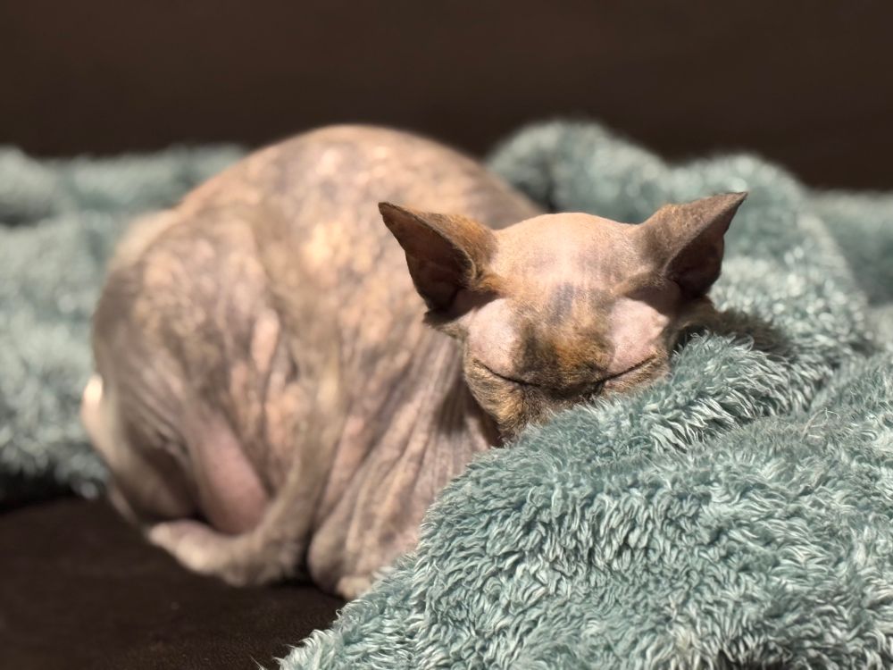 It's the Thanksgiving turkey.

No, actually it's a Sphynx/Donskoy cat named Bali, sleeping with her face mashed into her favorite soft binky.