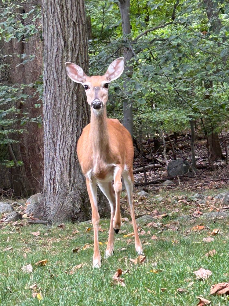 A brown doe approaching the camera.