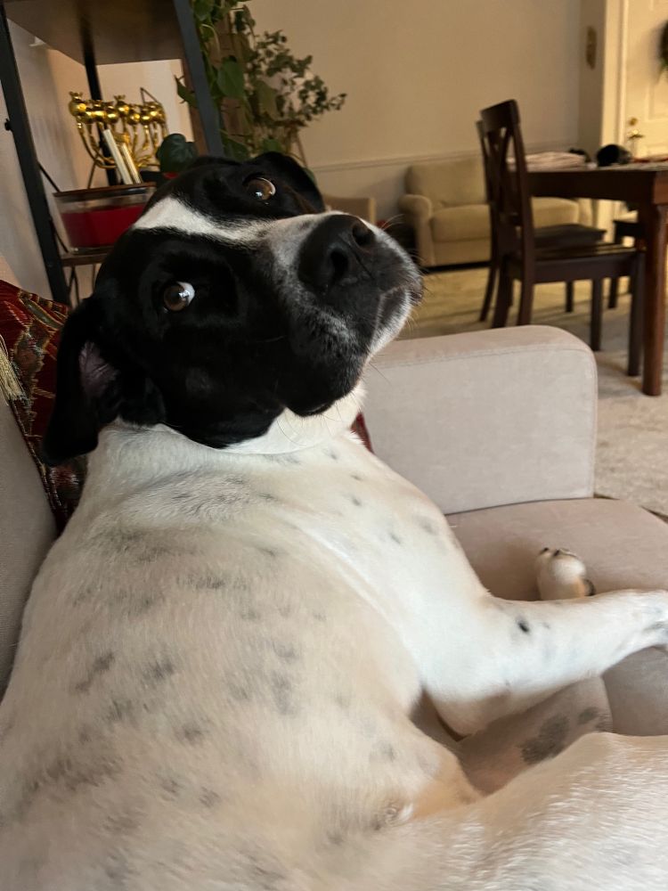 A black and white dog laying on a couch looking expectantly at the person taking the photo for some pets