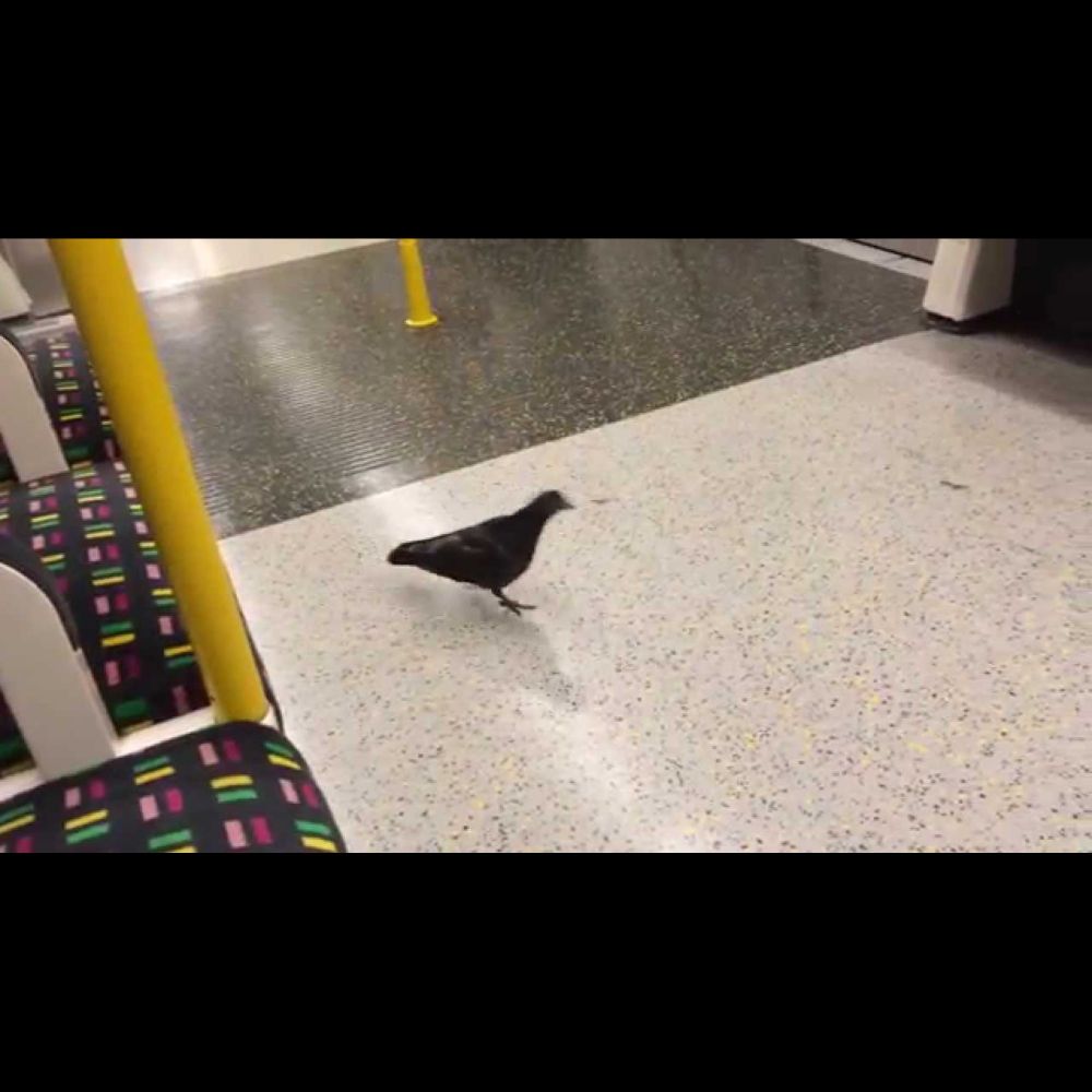SMARTEST PIGEON uses the underground in London !!!