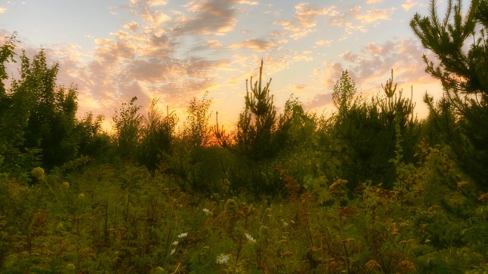 Late summer sunset above a protected wetland field, August 29, 2025, Bellingham, WA, USA
