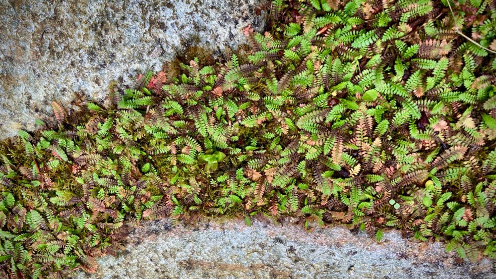 Brass buttons (plant) between stone steps