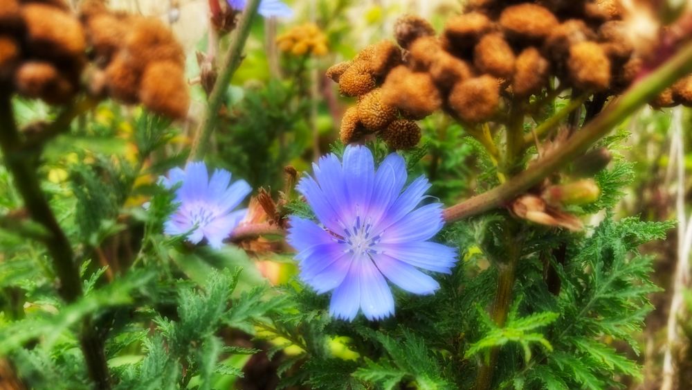 Dwarf chicory flower