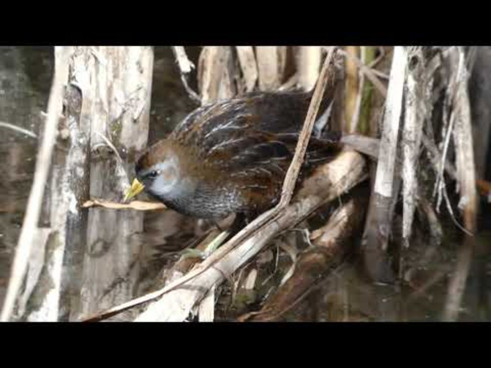 Sora -  Santa Cruz County, AZ  - Nov. 17, 2021