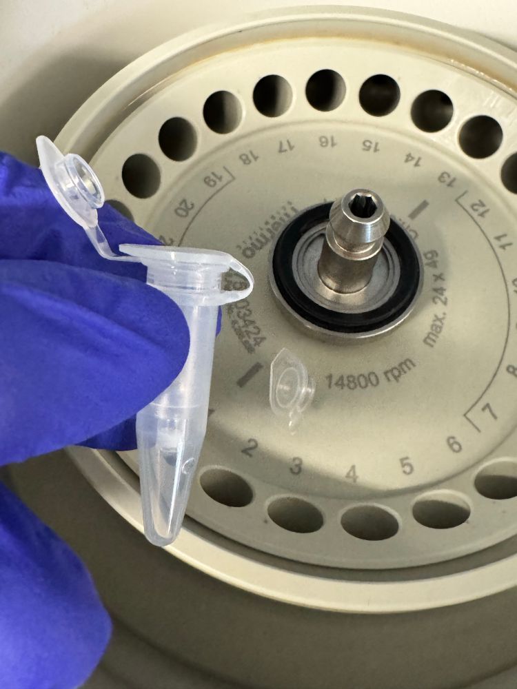Image of a micro-centrifuge tube in the foreground of a lab centrifuge. An extraction column is fitted in the tube. The tube cap is used to cap the extraction column.