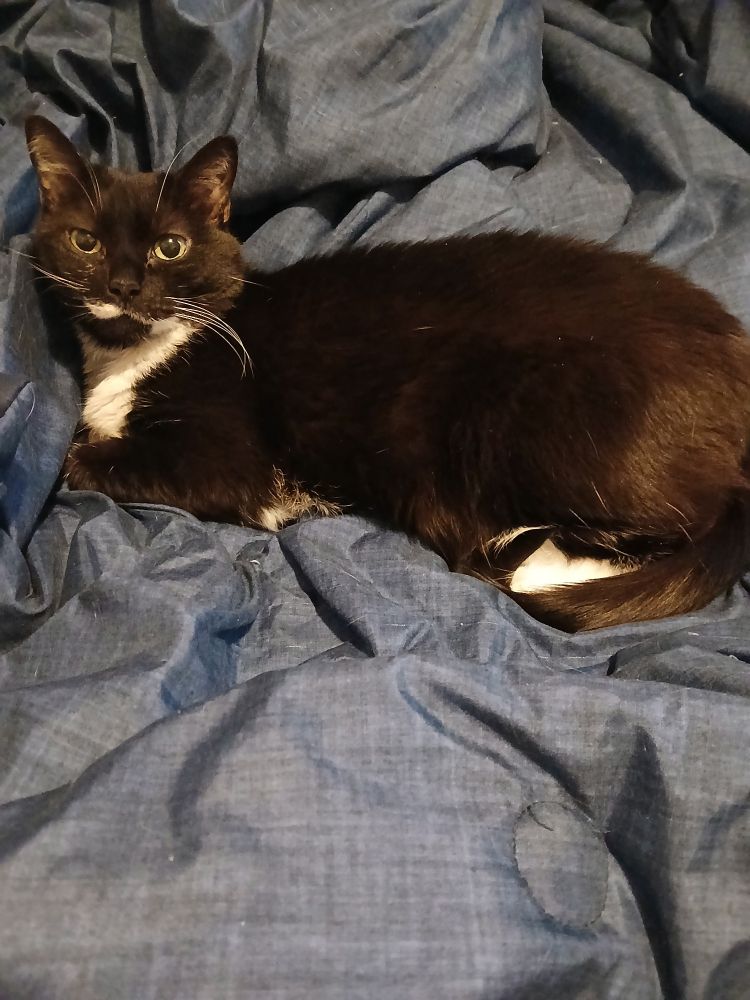 A gorgeous tuxedo cat lies majestically on a slightly ruffled blue blanket, her signature milkstache on full display.