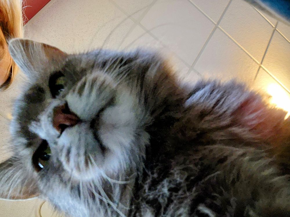 Sideways view of a gray cat's face taken from below the cat. Cat has a whitish face and cute pink nose. 