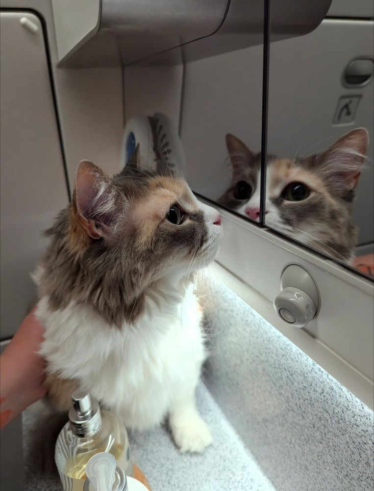 Grey and white cat on the counter of an airplane bathroom looking at her own reflection in the mirror as she becomes an international kitty. 