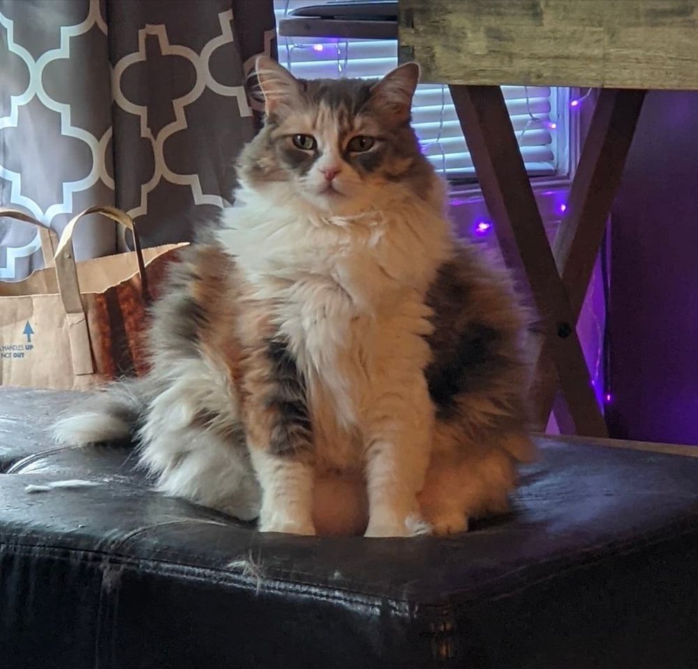 A grey and white cat sitting on an ottoman in a way that makes her fur seem extra fluffy and her body is spread out to make her seem nearly twice as thick as she actually is. 