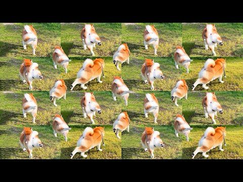 プリケツ柴犬「けりけりけりけりけりけりけりけりけり」【3時間スペシャル】被災129日目