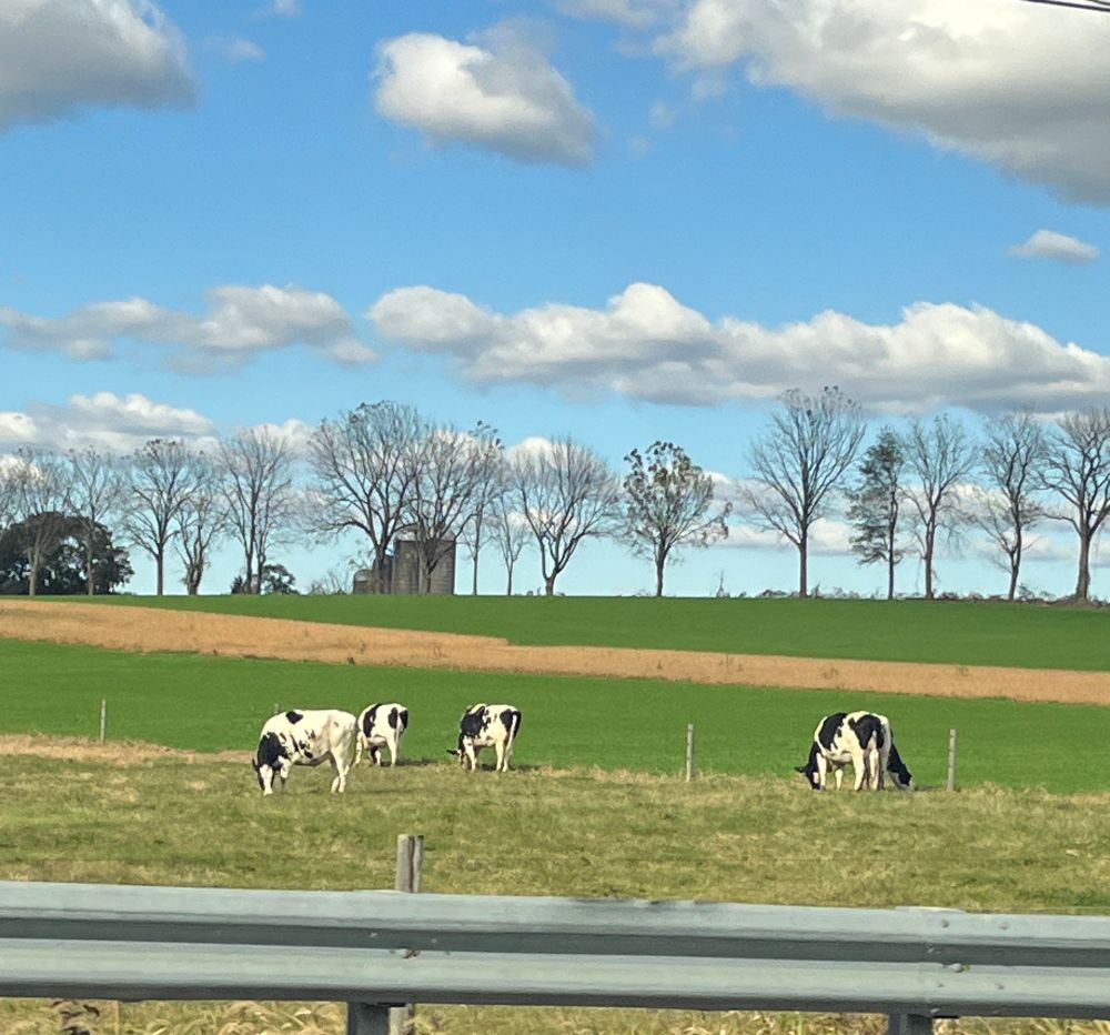Took a picture out the car window of black & white spotted cows in a field lol