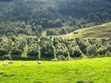 Steps of forestry with grassland in foreground 