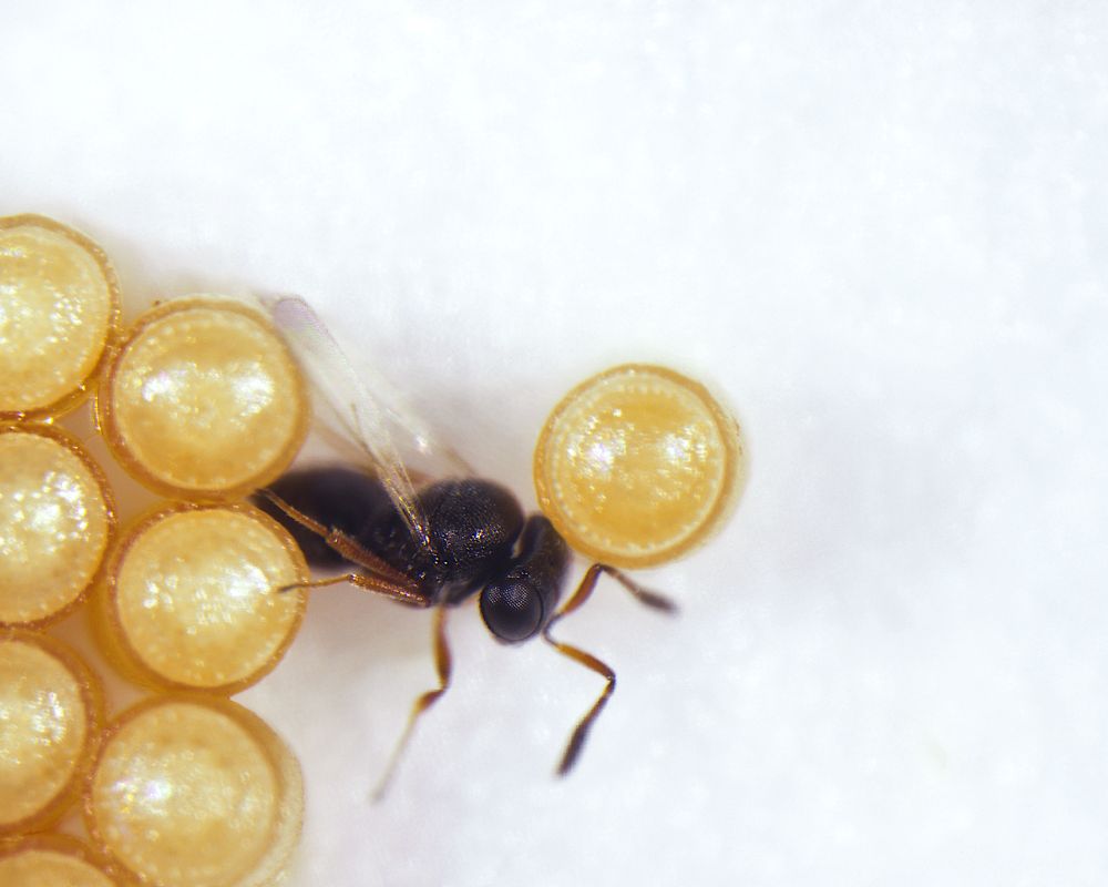 A close-up image of a small black parasitoid wasp backed onto a stink bug egg, which is the same size as the wasp. She is laying an egg into the stink bug egg through a tube on her abdomen.