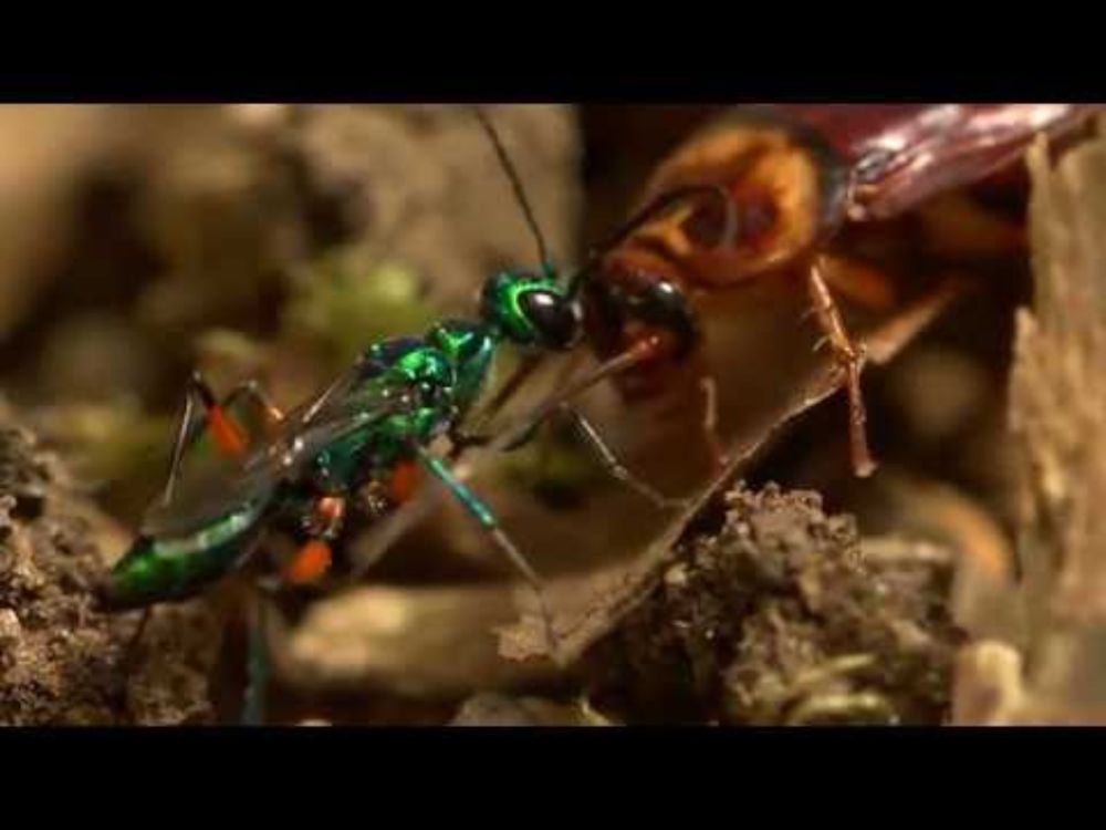Beautiful wasp zombifies cockroach