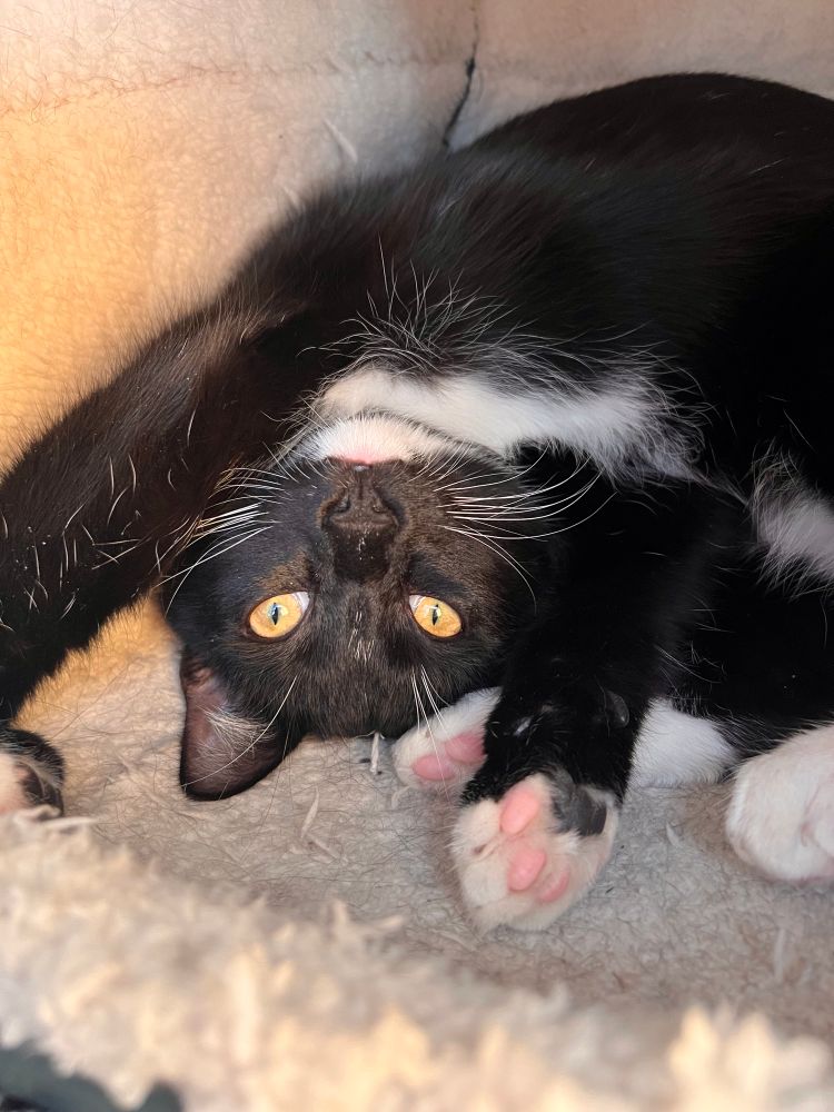Photo of OP’s tuxedo cat named DeVito. He’s inside of a cat cave bed, upside down looking at the camera. 