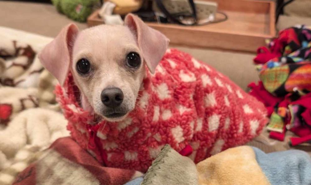 a small cream chihuahua in a red checkered sherpa is upset after being called a smuckers jar