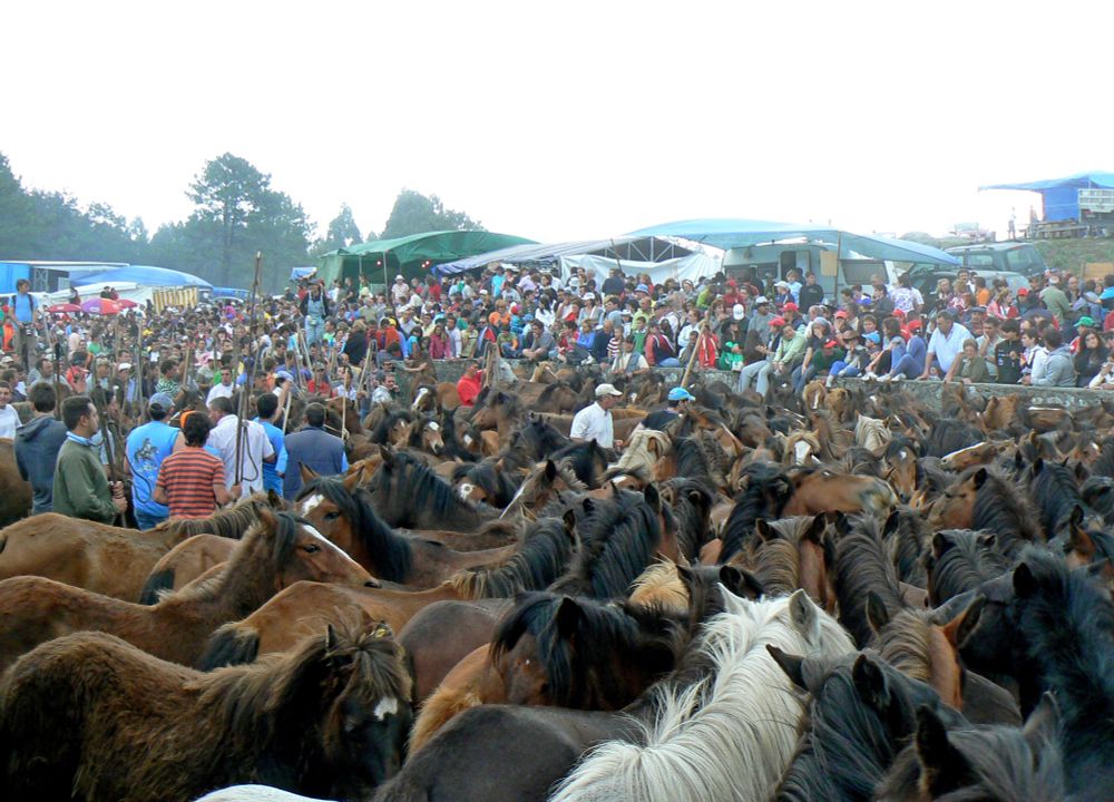 O proxecto RURALtXA celebrará no Curro da Valga o vindeiro 11 de maio, un evento piloto inmersivo que poñerá o foco no manexo tradicional das bestas da Serra da Groba e no papel fundamental d os curros como espazo de convivencia entre natureza, comunidade e biodiversidade