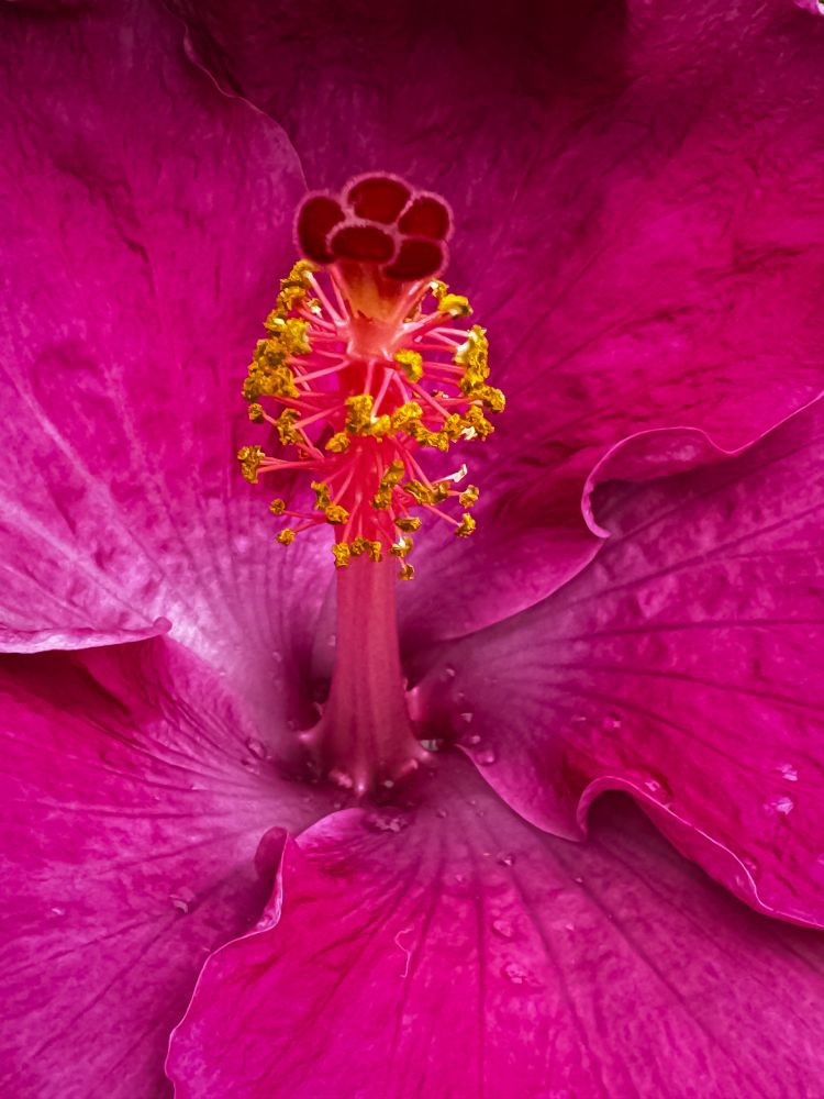 Macro shot of a hibiscus in vibrant pinks and purples, its center glowing like a starburst. Delicate droplets cling to velvety petals, and golden pollen spirals around the stamen reaching skyward.