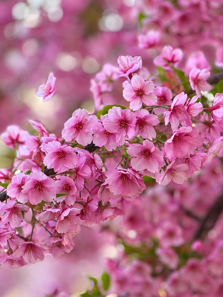 Close-up of pink cherry blossoms in full bloom, with soft-focus pink flowers in the background. 
